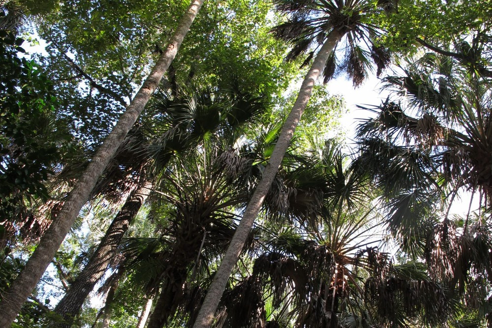 Jardin dans le sac - chou palmiste - 8 graines - sabal palmetto