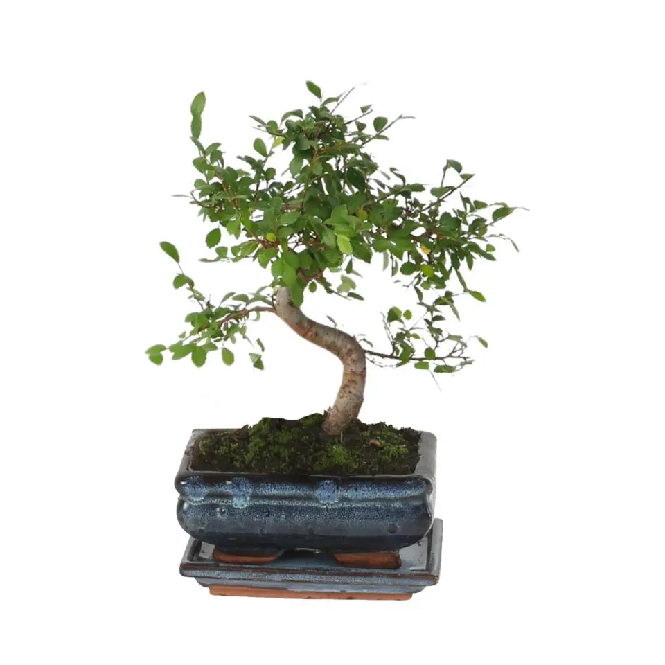 Japanse lep - Zelkova serrata - Hoogte 20-30cm - ⌀20cm