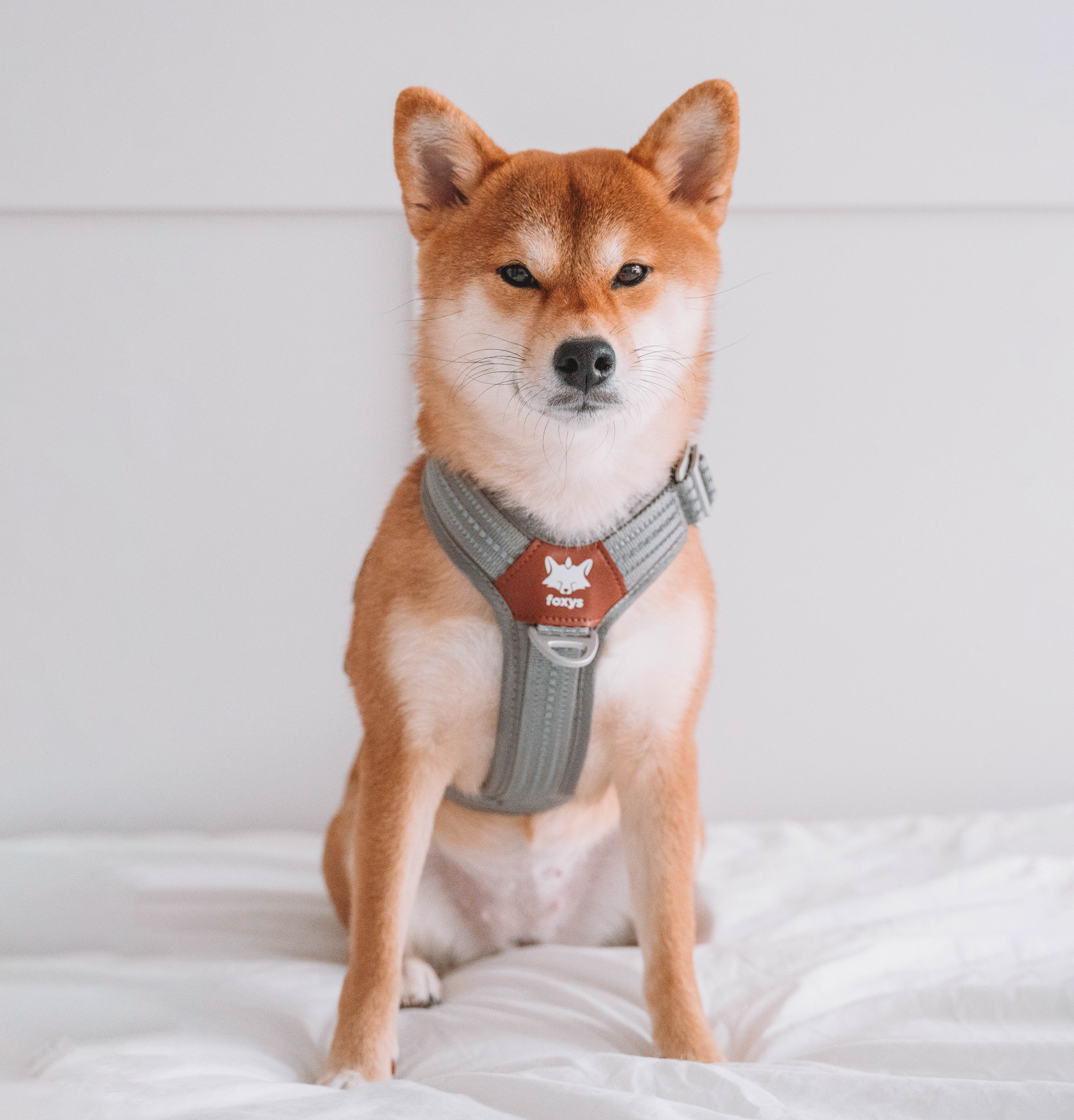 Colete para cães, modelo anti-puxão, com argolas em D frontais e traseiras, leve, ajustável e com fecho de segurança refletivo 3M para animais de estimação, fivela de alumínio reforçada no pescoço e resistente à água.