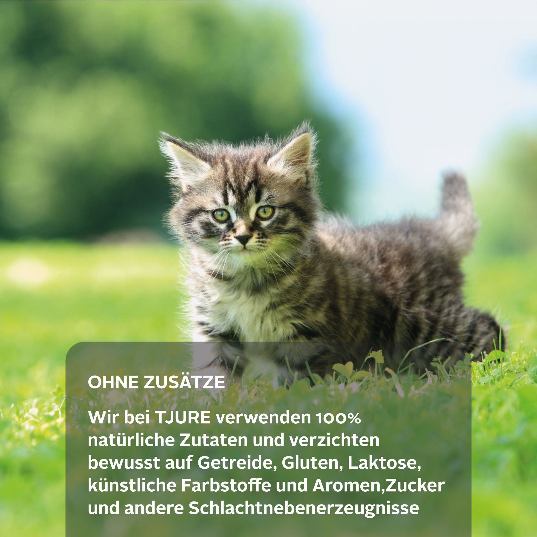 Tjure Katze Fisch mit Kartoffel