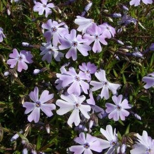 Kruipphlox (Phlox 'Benita') D 9 H 10 cm