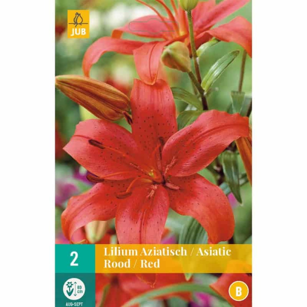 2 lys asiatic red