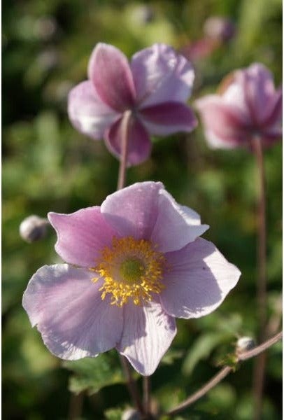 Anemoon (Anemone tomentosa 'Robustissima') D 9 H 10 cm