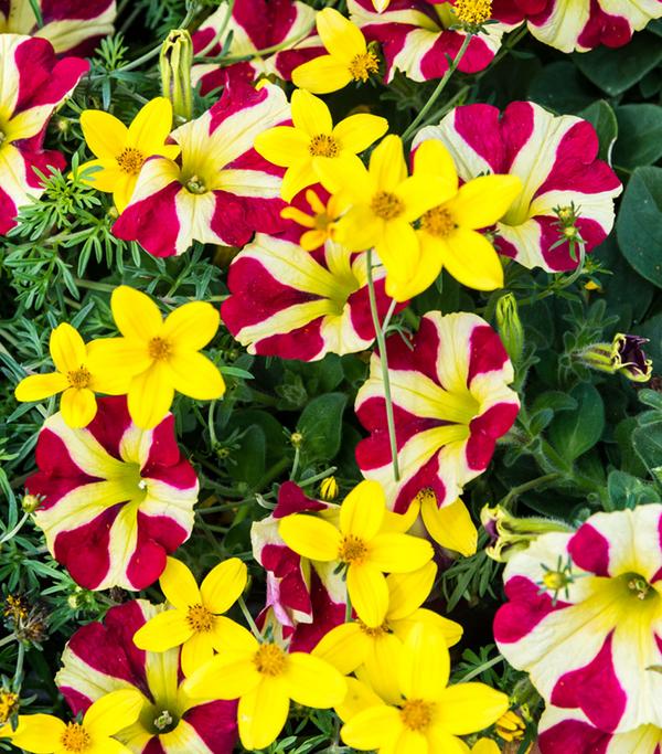 Hängepetunie 'Queen of Hearts®'