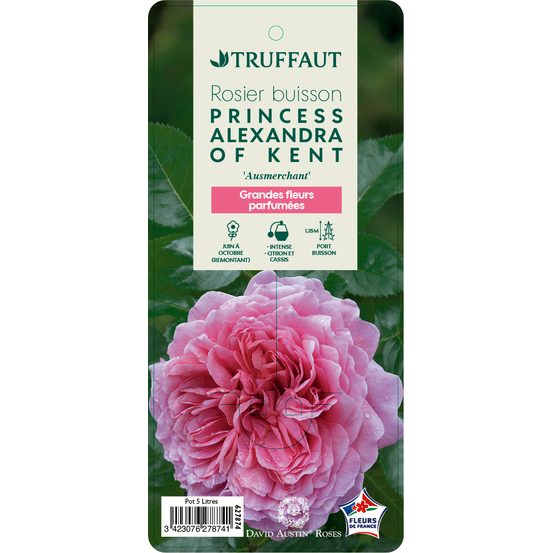 Rosier anglais 'Princess Alexandra of Kent®' (Ausmerchant): pot de 5 L