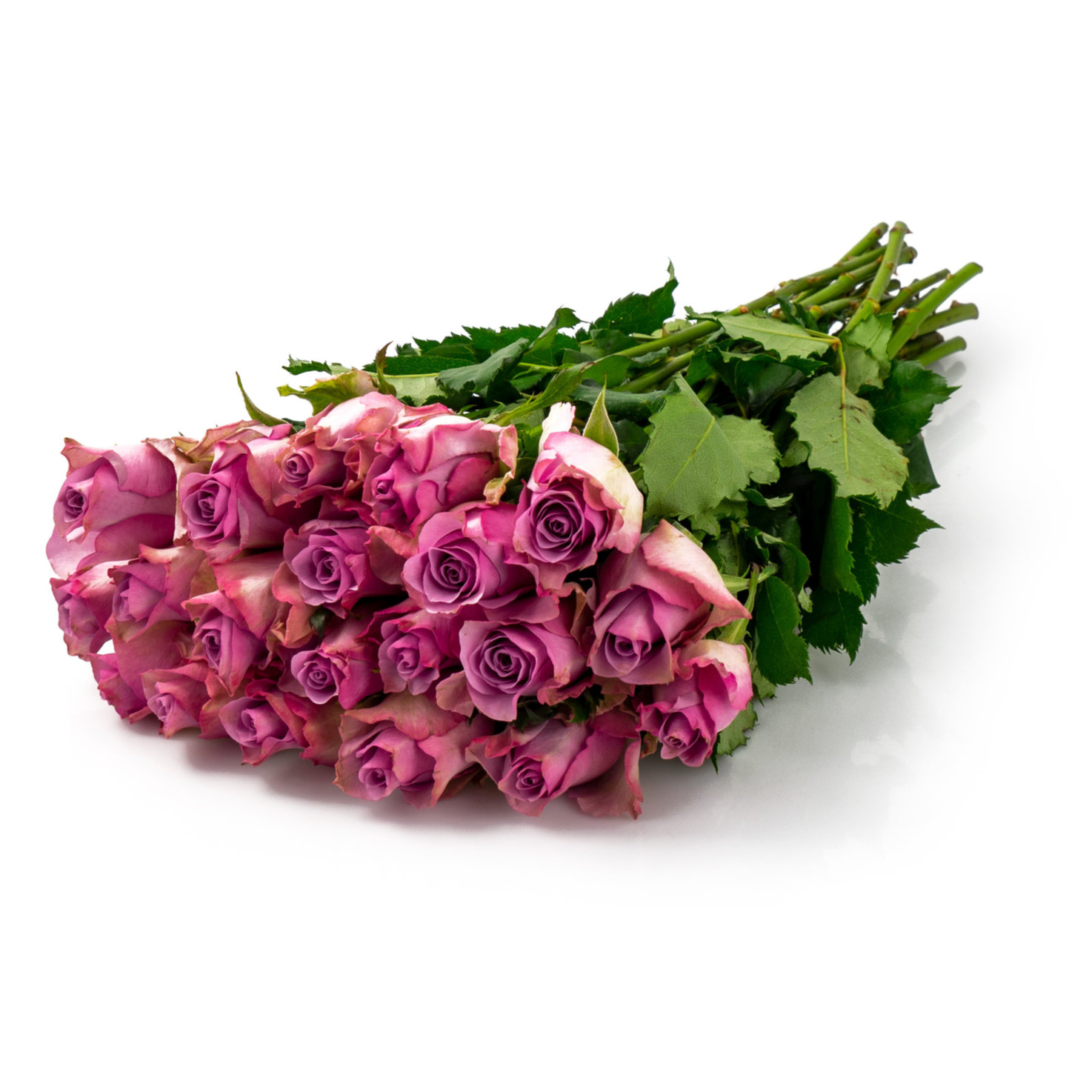 Fairtrade Rosen rosa