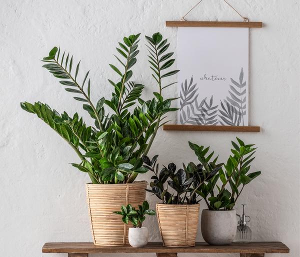 Glücksfeder - Zamioculcas zamiifolia