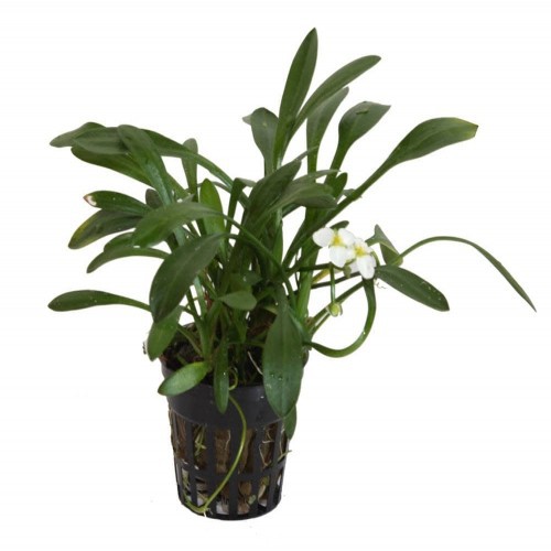 Planta de aquário Tropica Iberia Sagitaria Subulata