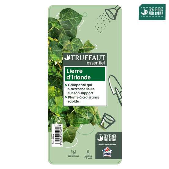 Hedera Hibernica : ctr de 1,5 L.
