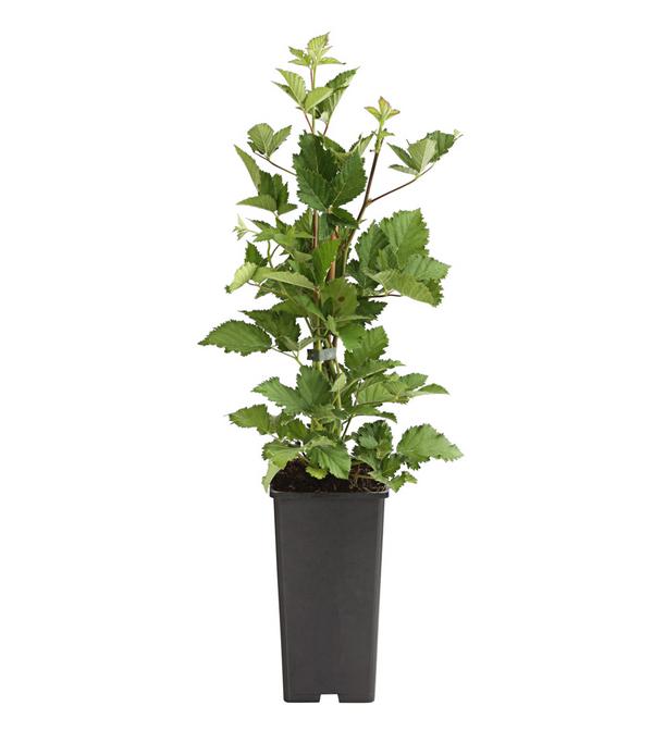 Brombeere 'Navaho®'