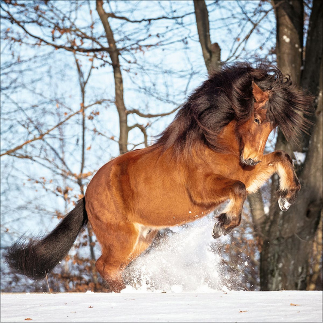 Kalender - 2025 - Horses