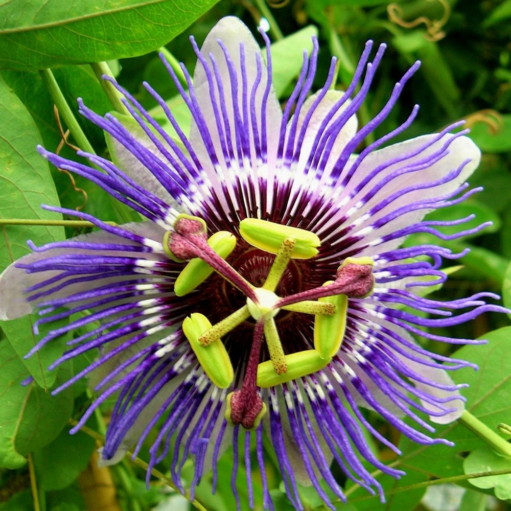 Passiflore caerulea purple haze/passiflora caerulea purple haze[-]godet - 5/10 cm