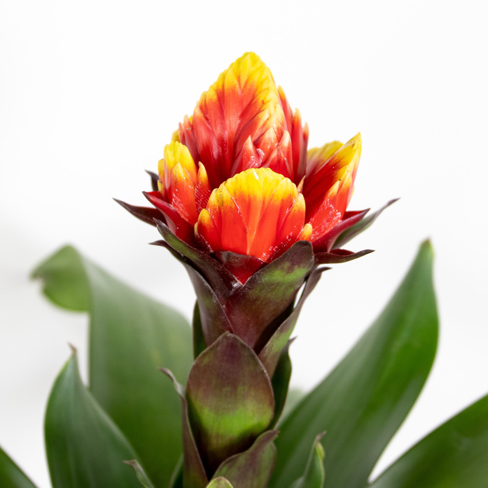 Guzmania crown – plante tube – plante d'intérieur – peu d'entretien – ⌀12 cm – ↕40-50 cm