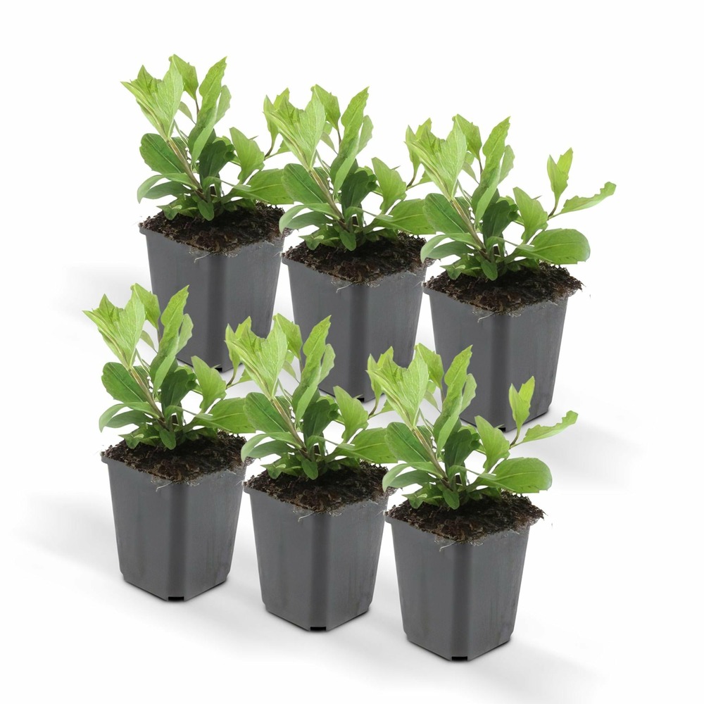 Aster ageratoides 'ashvi' - lot de 6
