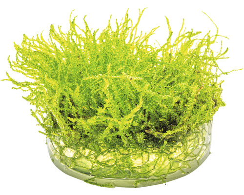 Taxiphyllum barbieri In-Vitro Java Moss