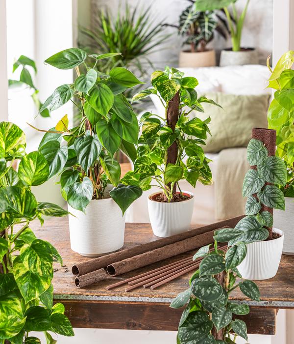 Efeutute - Epipremnum aureum am Kratistestab