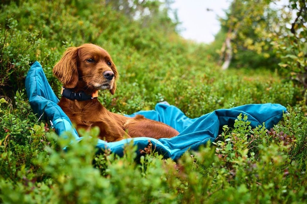 Kjøp Non-Stop Dogwear Trekking Dog Bed fra Hekta på tur!