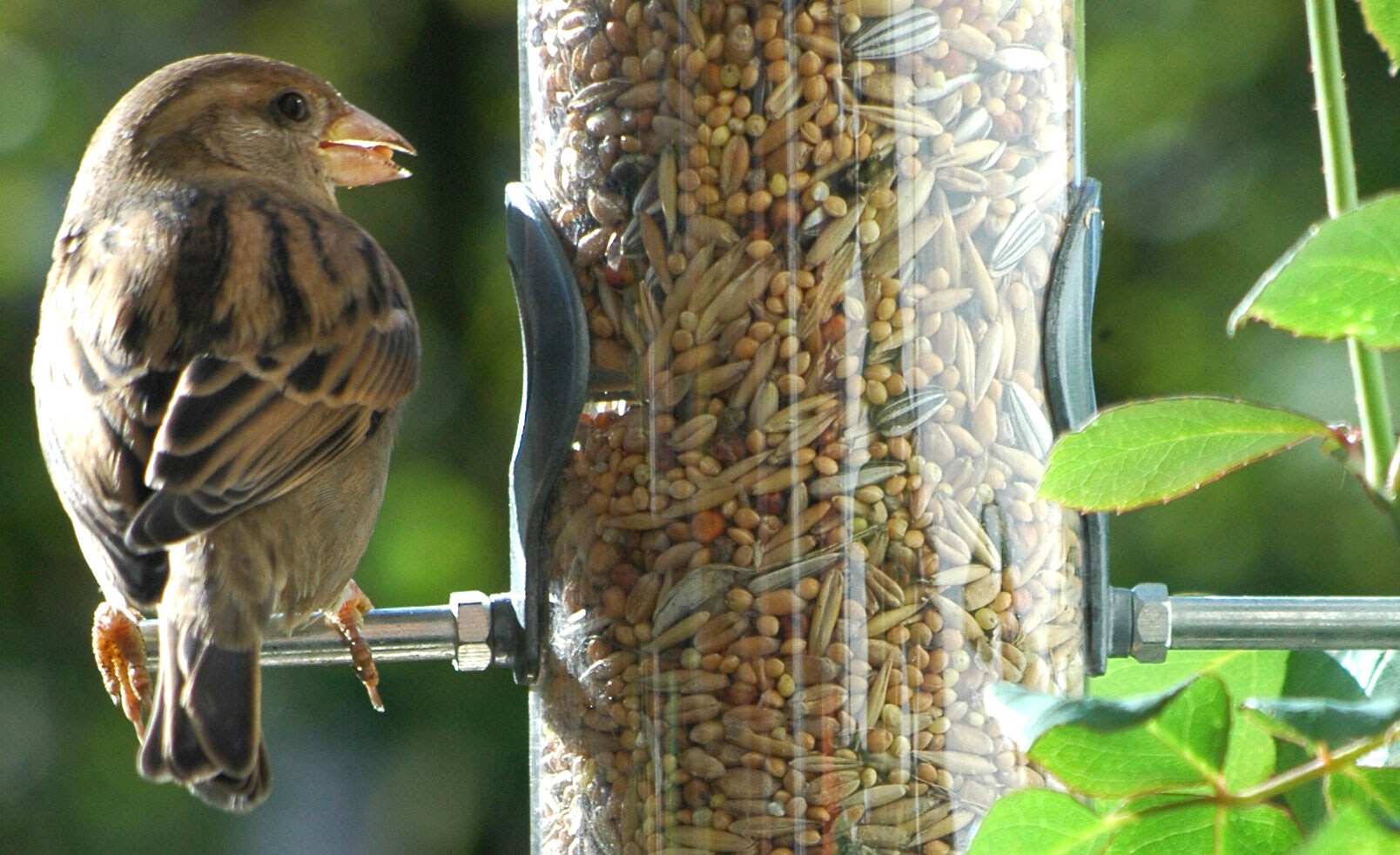 dobar Vogelfutter - versch. Varianten