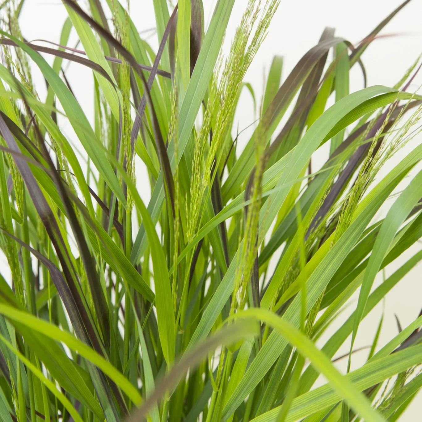 Panicum virgatum 'Squaw' Staudehirse 'Squaw' Ø29 cm
