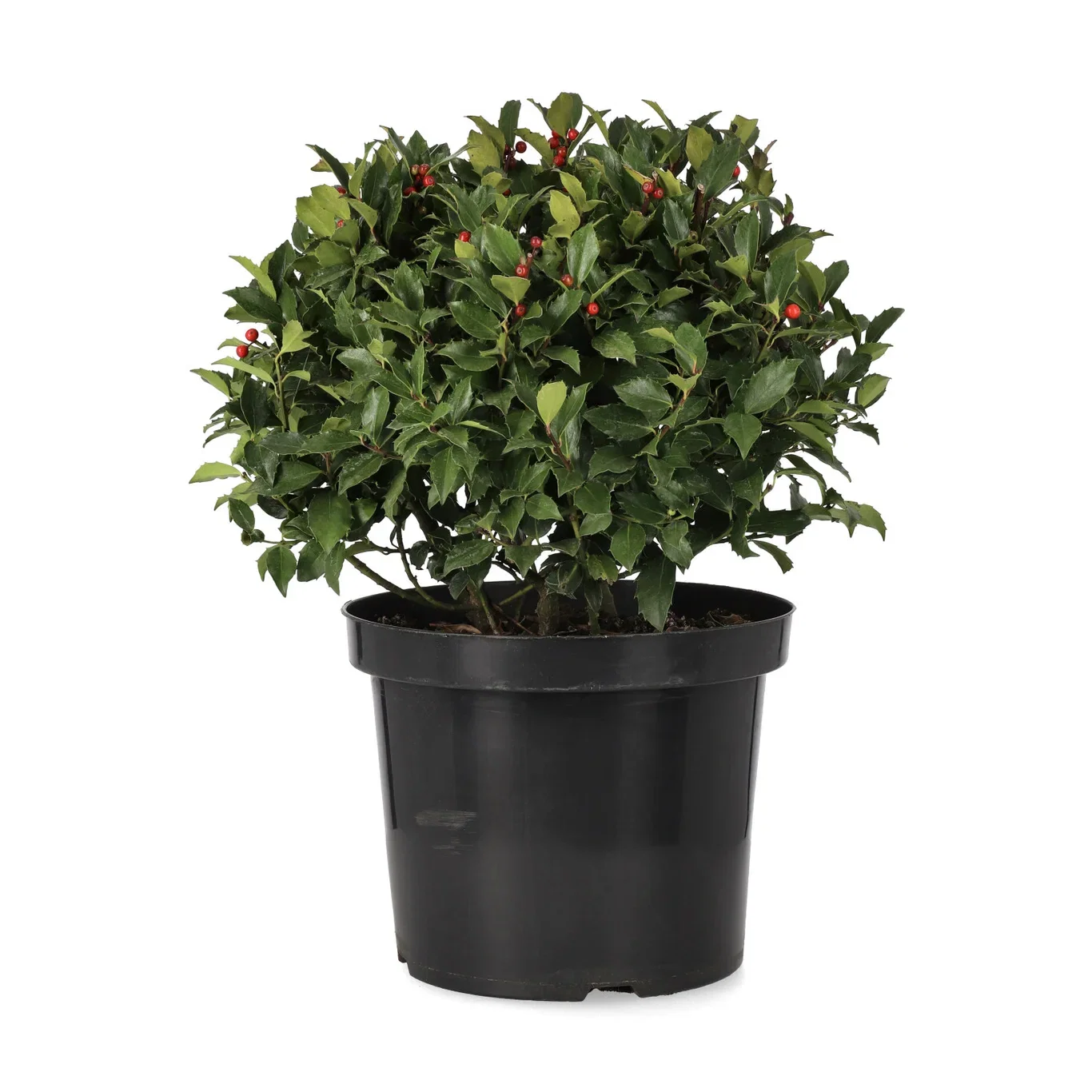 Ilex x meserveae BLUE MAID ('Mesid') Kristtorn BLUE MAID Ø27 cm