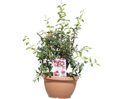 Granaatappel, granaatappelboom FloraSelf Punica granatum Ø 25 cm schaal
