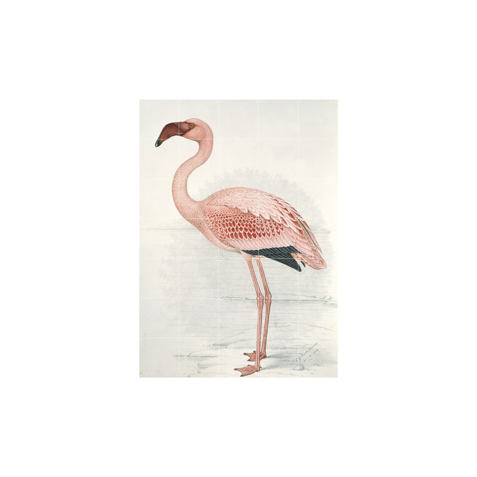 IXXI Greater Flamingo 100 x 140 cm