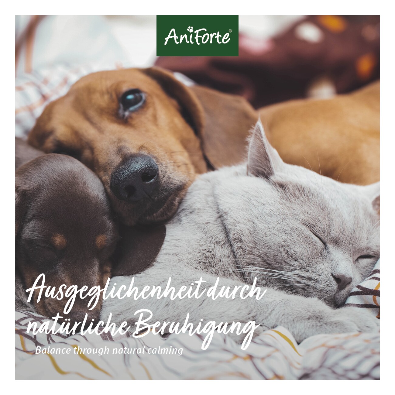 AniForte Bachblüten Wohlfühl 15g
