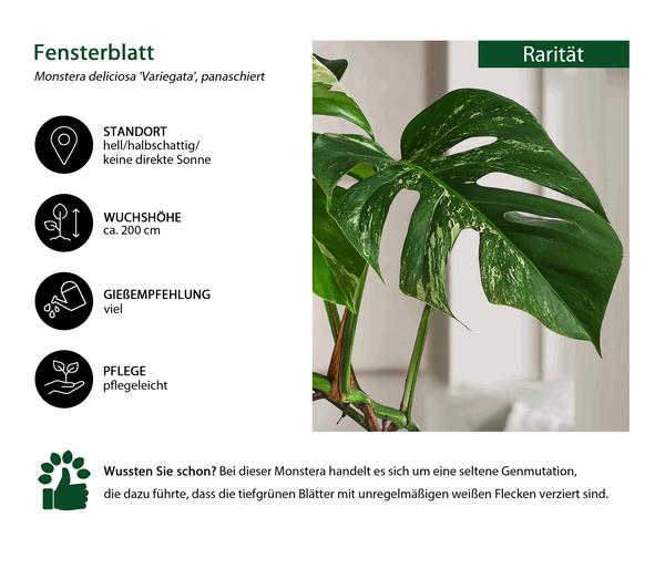 Fensterblatt - Monstera deliciosa 'Variegata',