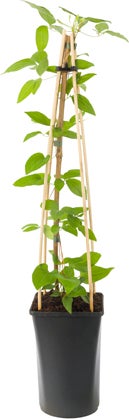 Bosrank (Clematis 'Nelly Moser') D 16 H 75 cm