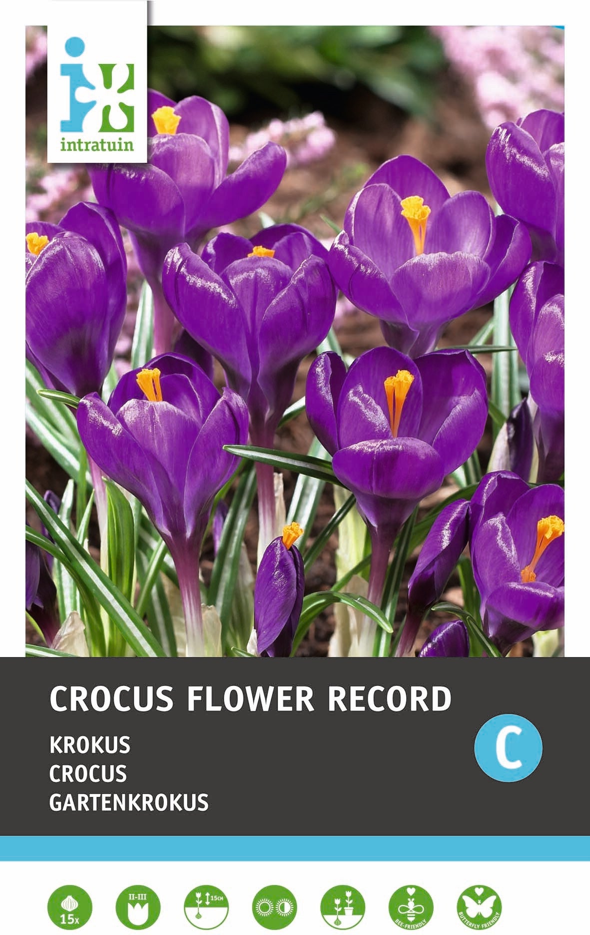 Intratuin bloembollen Krokus (Crocus 'Flower Record')15 stuks