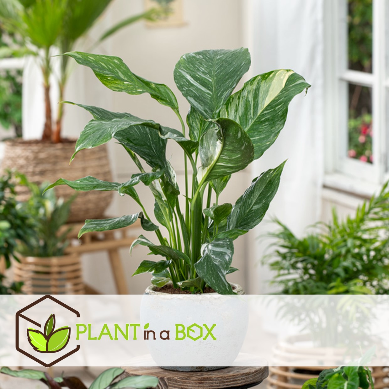 Spathiphyllum diamond - pot 12cm - hauteur 40-50cm