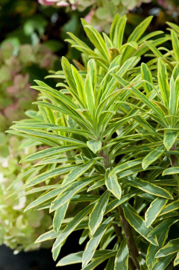 Euphorbia (Euphorbia Rainbow') D 11 H 30 cm