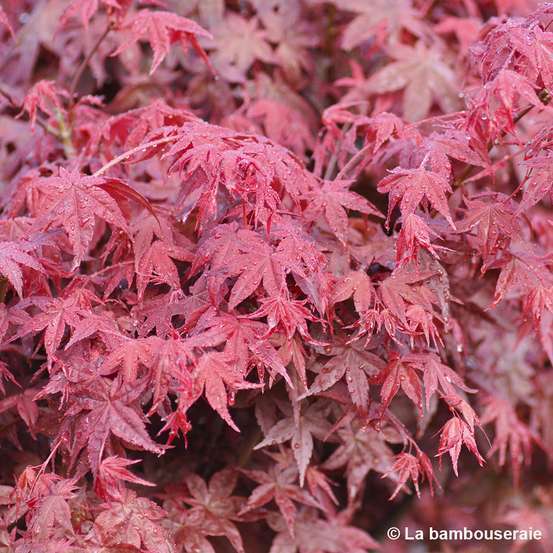 Acer palmatum 
