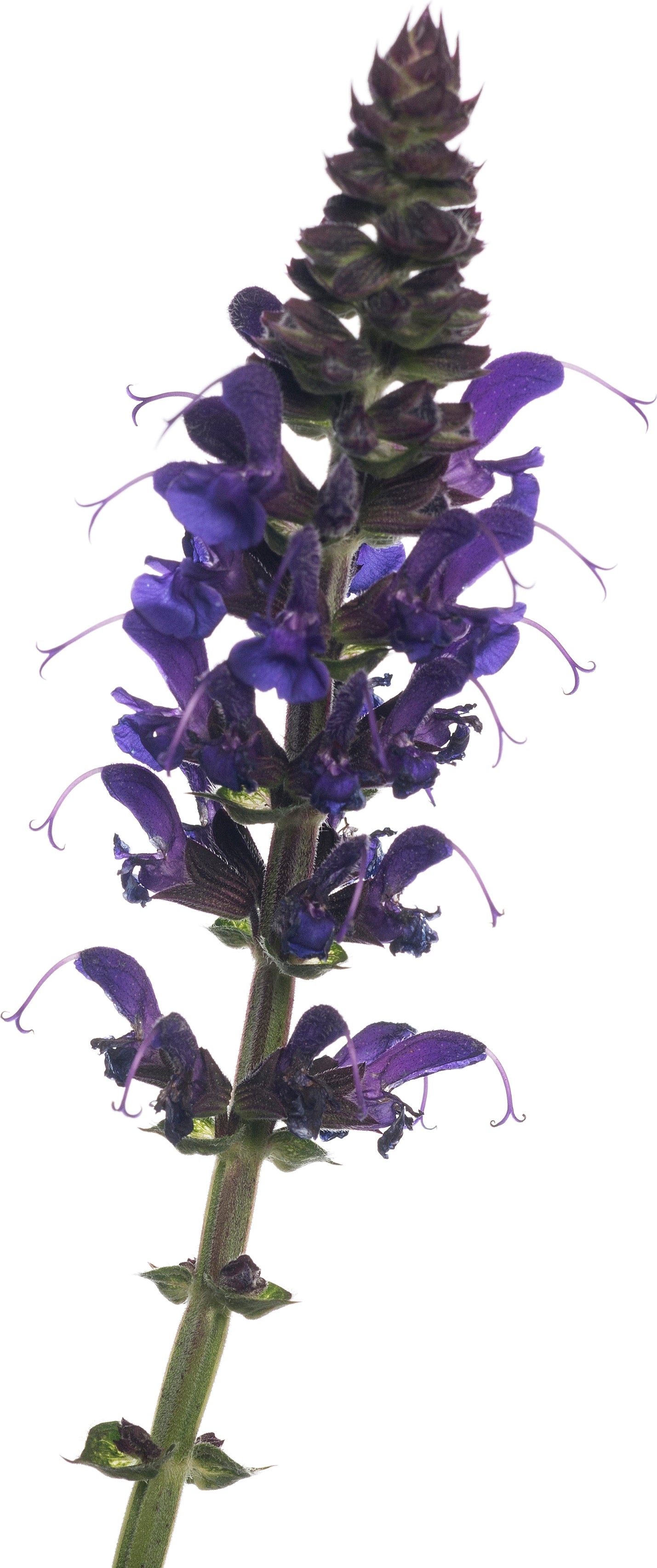 Siersalie (Salvia nemorosa 'Mainacht') D 11 H 50 cm