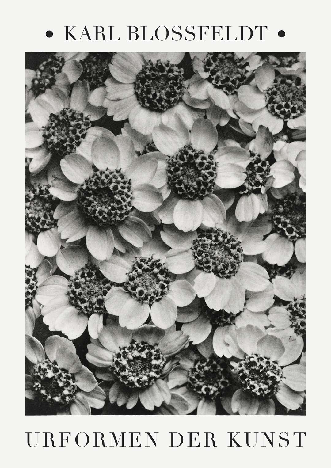 Karl Blossfeldt Photogravüre Nr 2