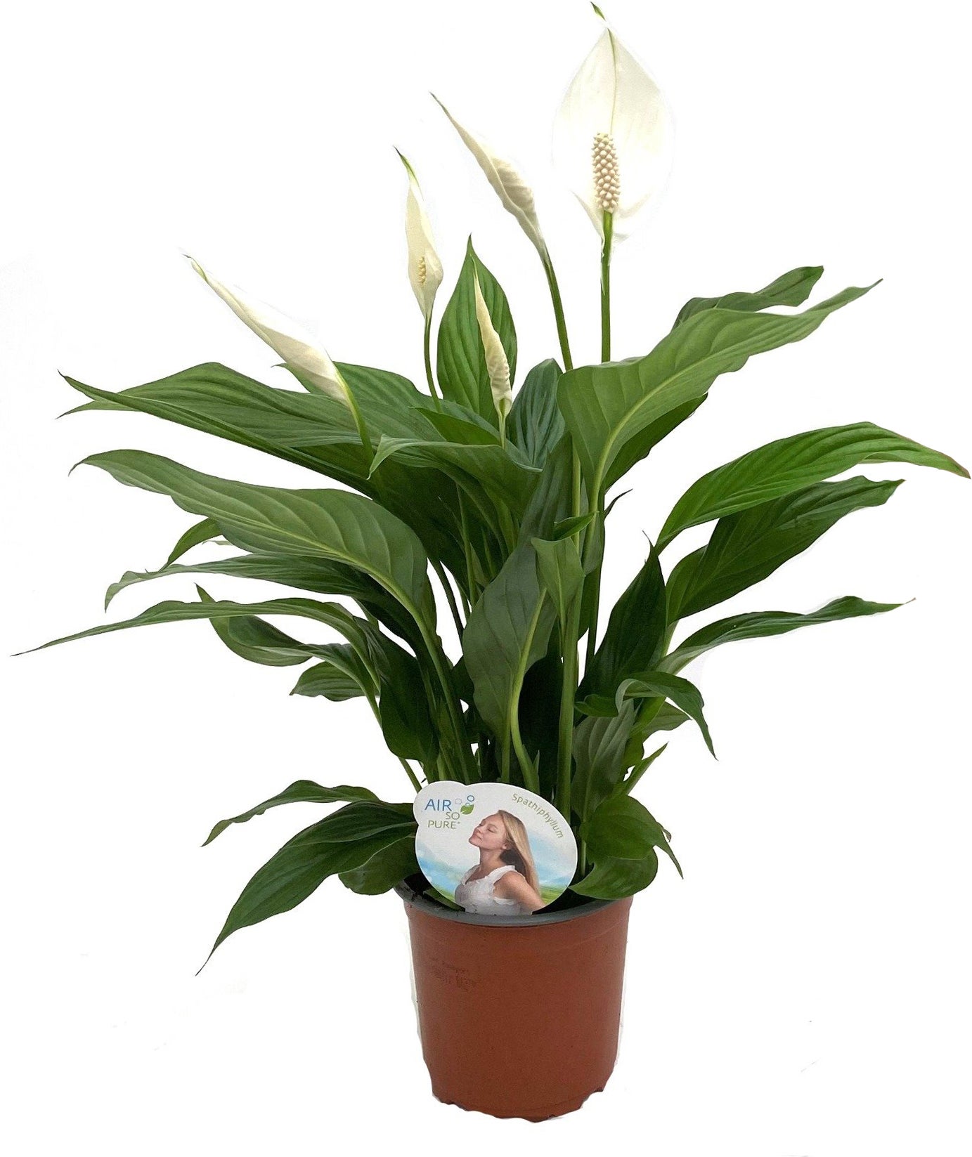 Lepelplant (Spathiphyllum 'Sweet Silvio') D 14 H 60 cm