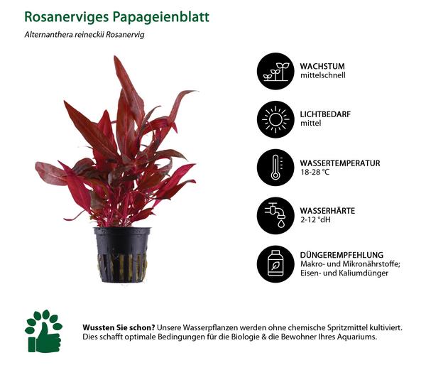Dehner Aqua Aquarienpflanzen-Set