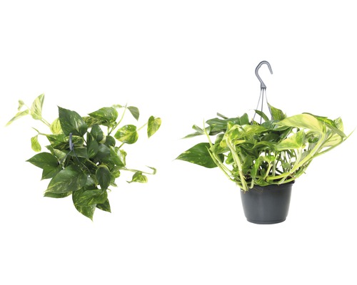Pothos hangplant FloraSelf Scindapsus aureum H 34-45 cm Ø 15 cm pot
