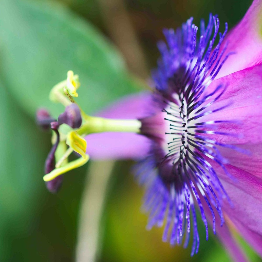 Passiflore x belotii purple passion®/passiflora x belotii purple passion®[-]godet - 5/10 cm