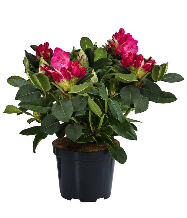 Rhododendron