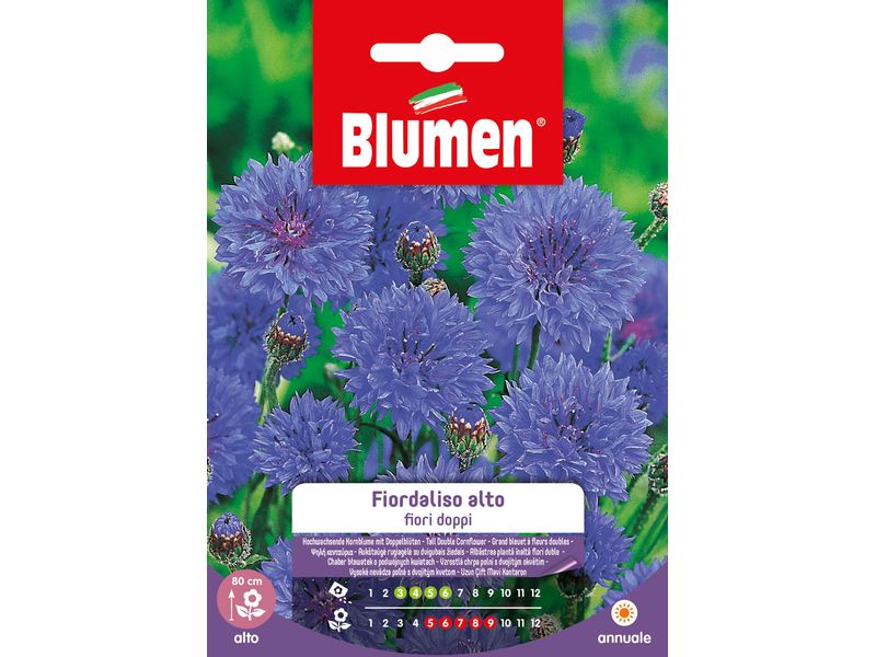 Blumen Saatgut Kornblume gefüllt hoch Blumensamen