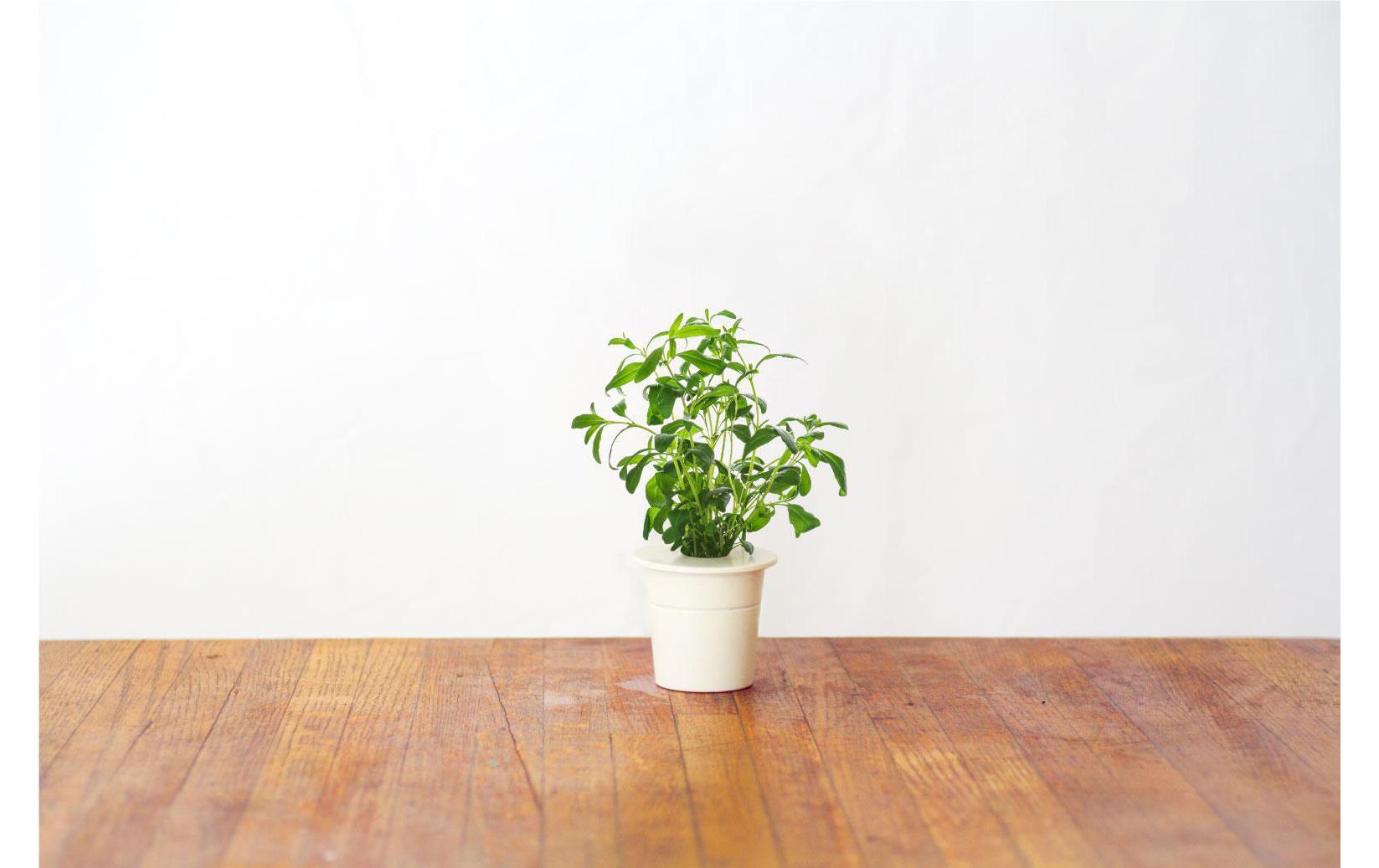 Saatgut YsopNachfüllpackung zum Smart Herb Garden