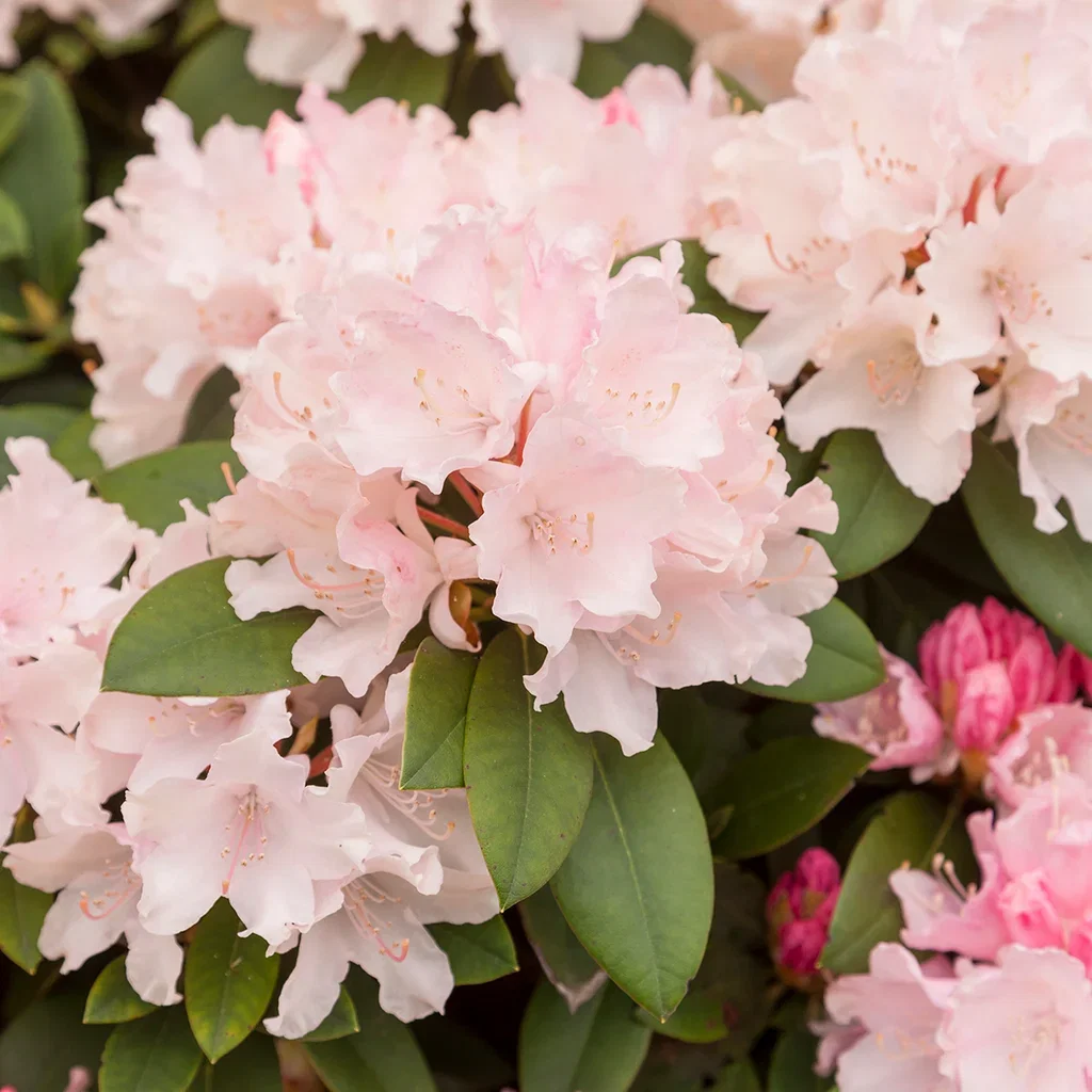 Rhododendron yak.'Dreamland' 23cm Rododendron 'Dreamland' Ø19 cm