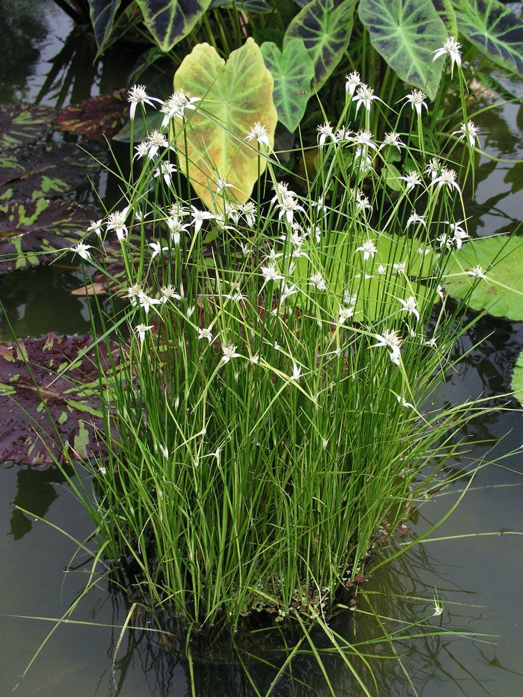 Sterrengras (Dichromena colorata) D 9 H 20 cm