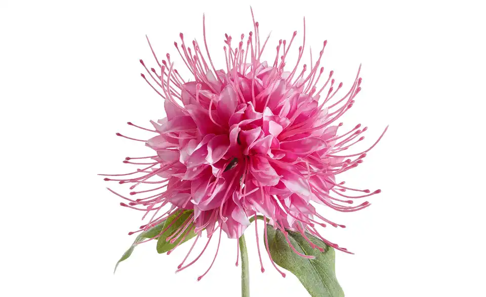 Kunstblume Monarda