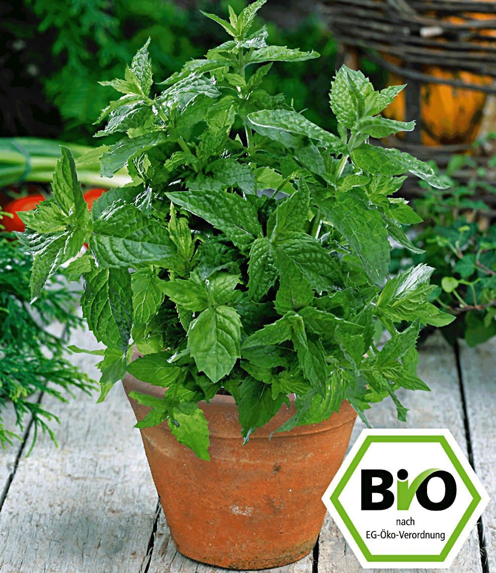 BIO-Minze, Marokkanische
