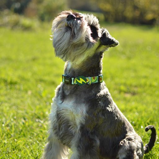 Coleira para cães em poliéster verde abacate Dashi
