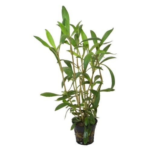 Hygrophylla Salicifolia Angustifolia, planta para aquários.