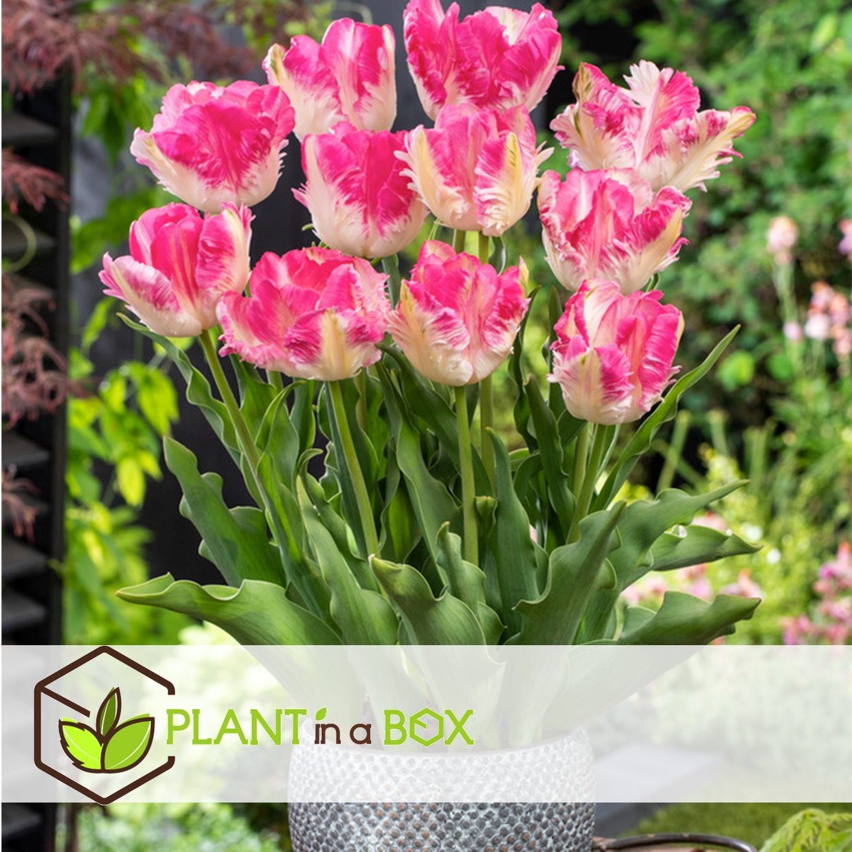 Tulipa cabanna - 20x bulbes de tulipes - rose / blanc