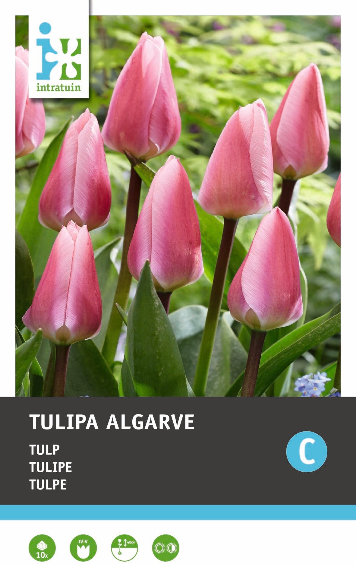 Intratuin Bloembollen Tulp (Tulipa 'Algarve') 10 stuks